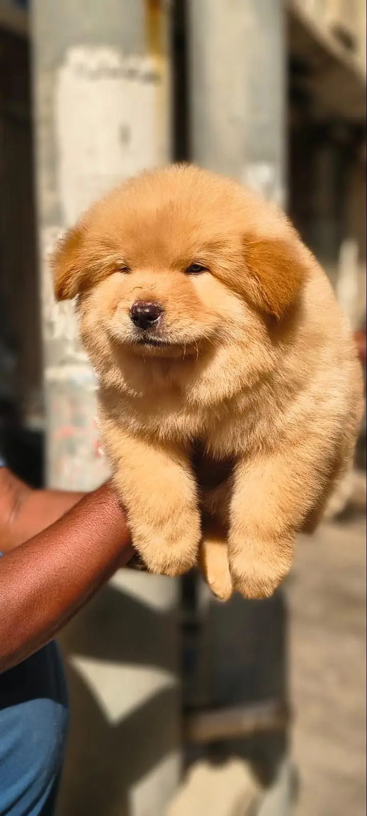 IMPORTED CHOW CHOW PUPPIES AVAILABLE FOR SALE — photo 3