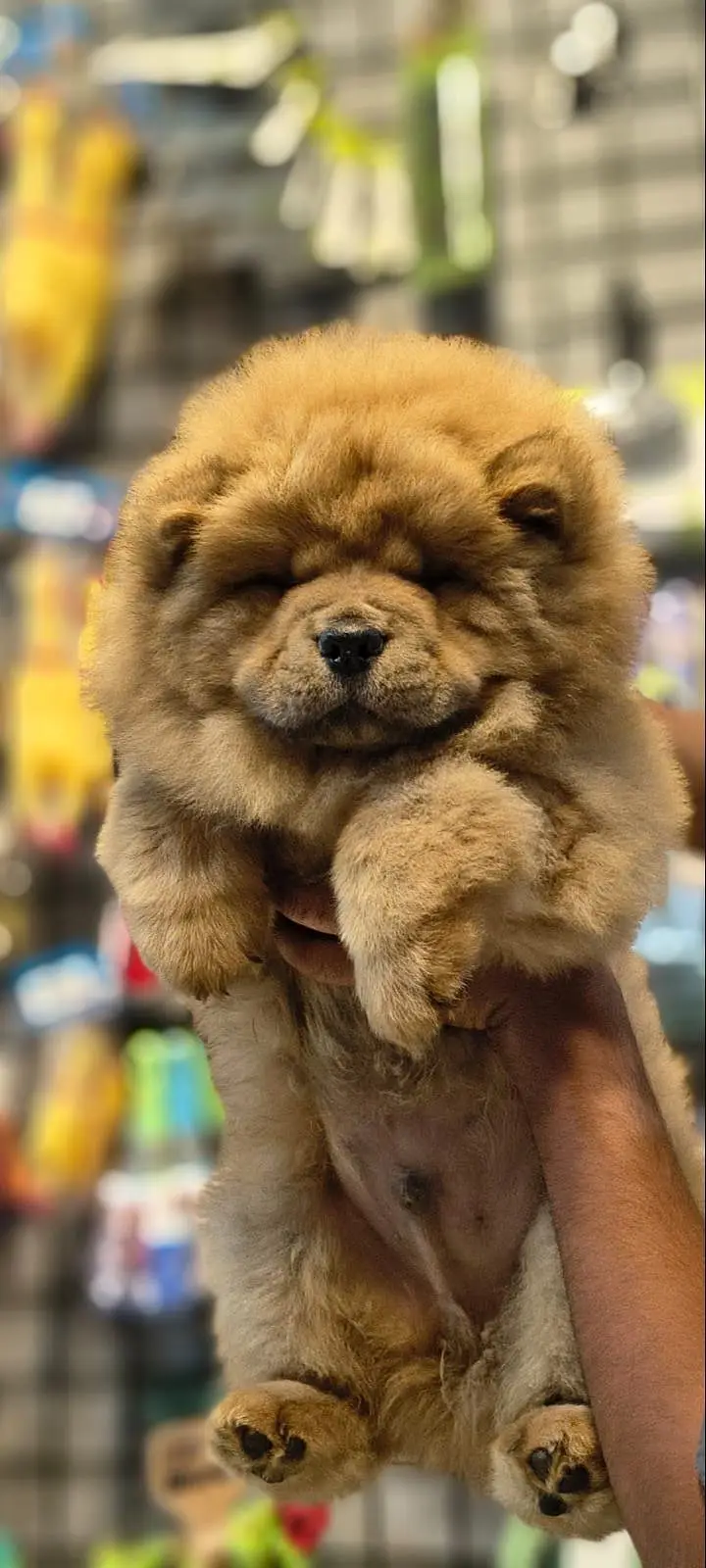 IMPORTED CHOW CHOW PUPPIES AVAILABLE FOR SALE — photo 4