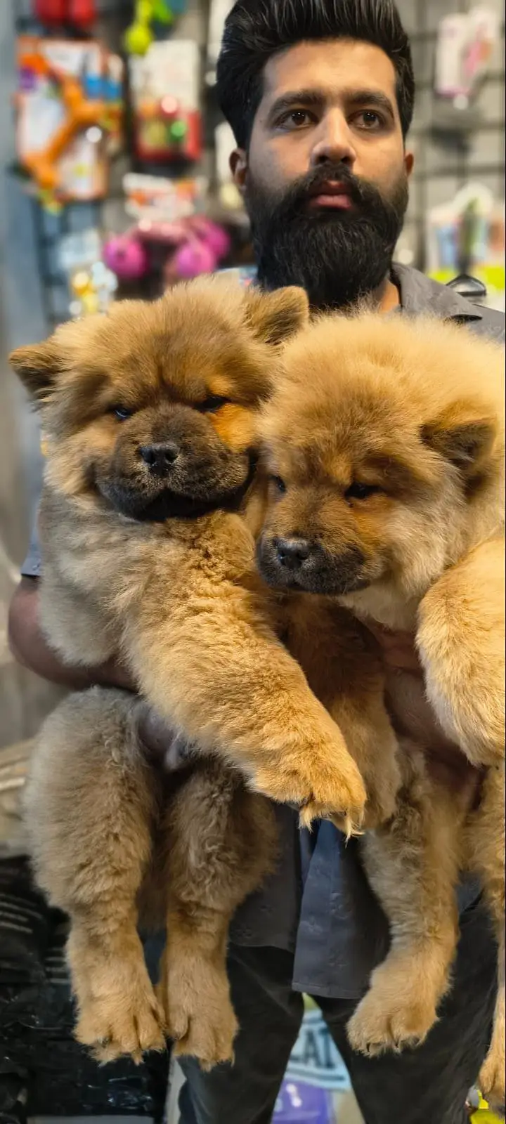 IMPORTED CHOW CHOW PUPPIES AVAILABLE FOR SALE — photo 5