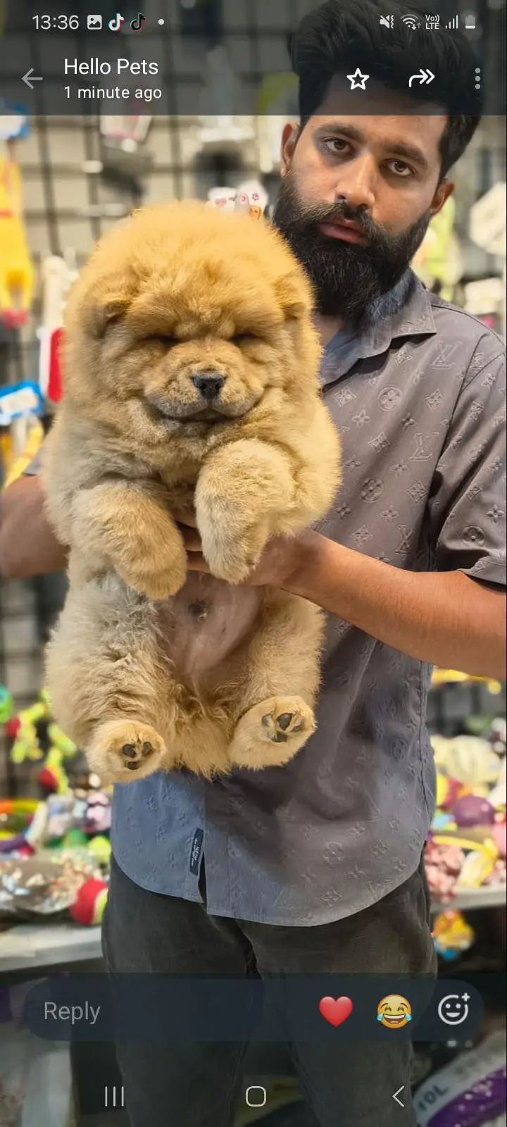 IMPORTED CHOW CHOW PUPPIES AVAILABLE FOR SALE — photo 6