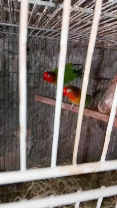 lovebirds 4 sale