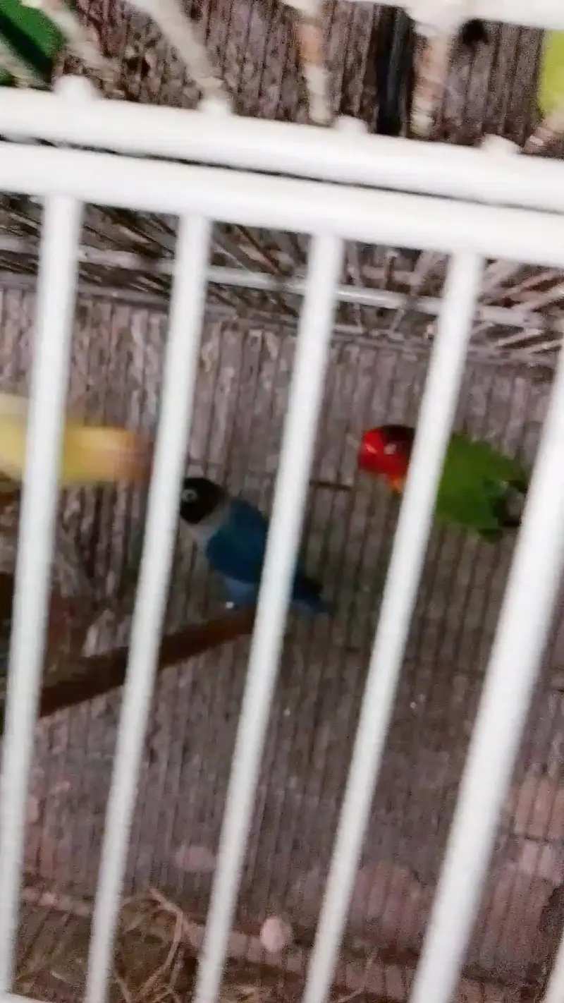 lovebirds 4 sale — photo 2