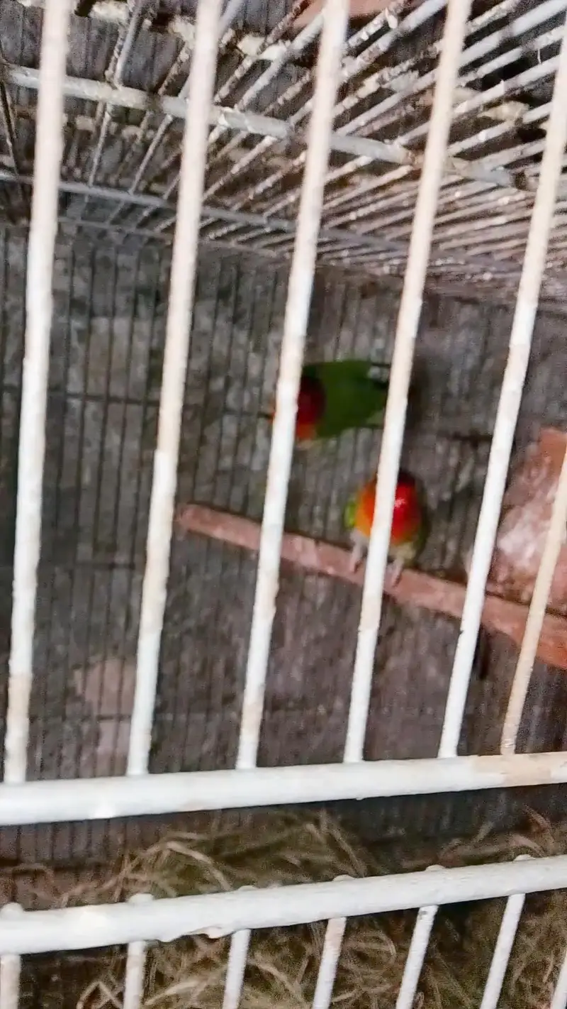 lovebirds 4 sale — photo 3