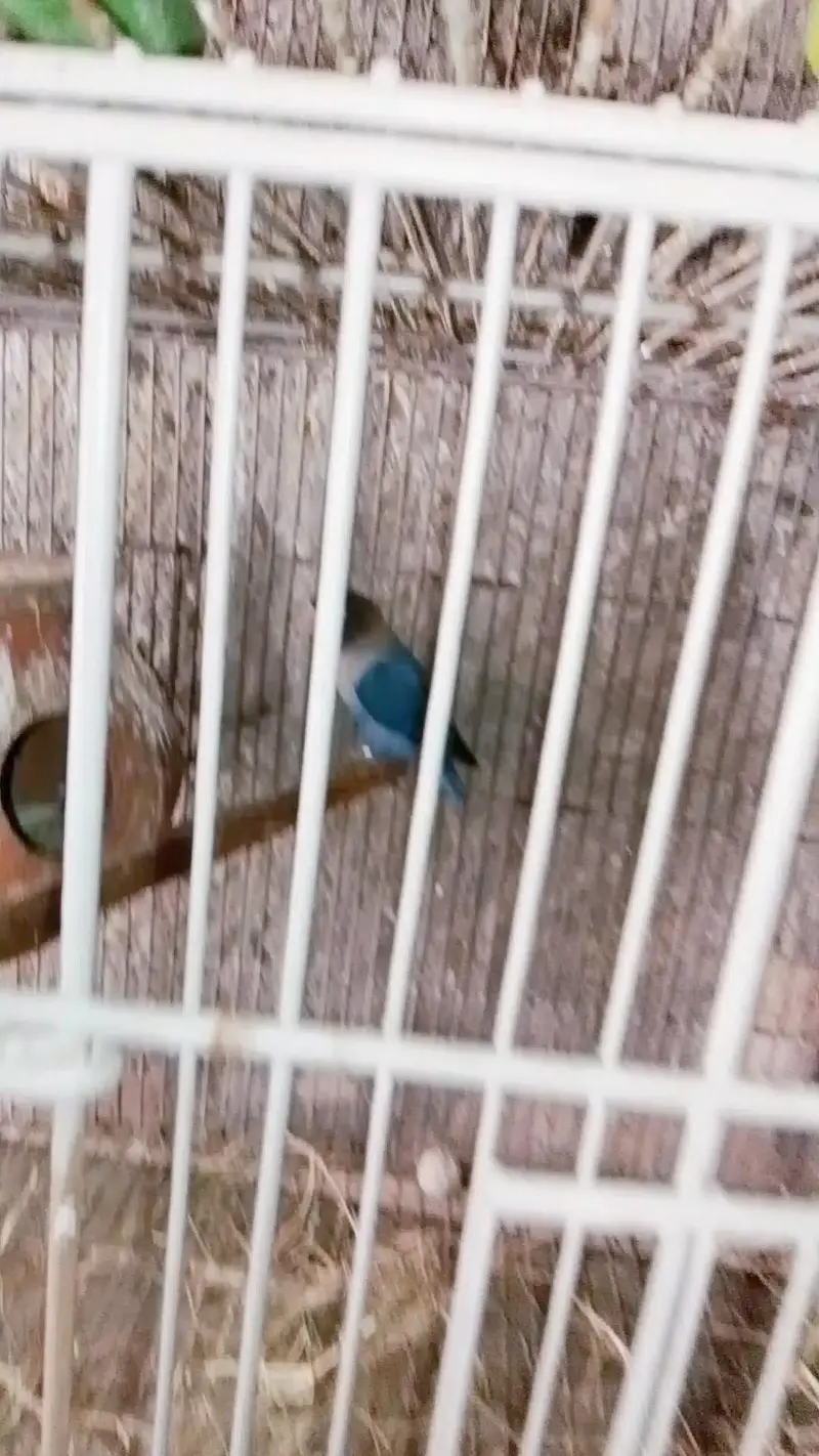 lovebirds 4 sale — photo 4
