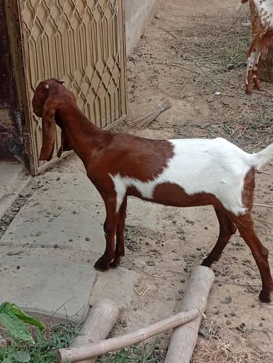 Beautiful & Healthy Female Goat (5 Months) - Active & Active Breed