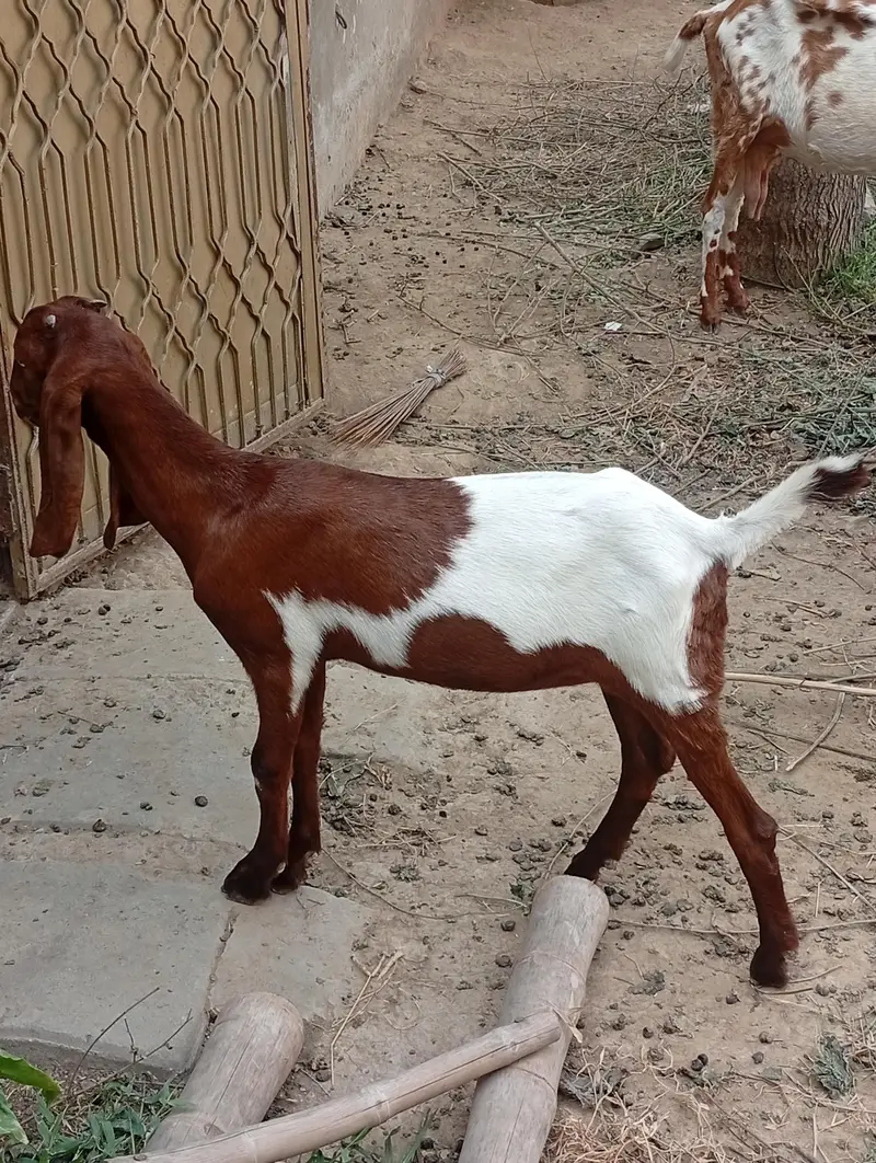 Beautiful & Healthy Female Goat (5 Months) - Active & Active Breed — photo 2