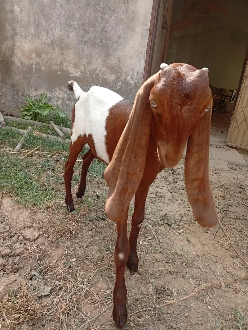 Beautiful & Healthy Female Goat (5 Months) - Active & Active Breed — photo 3