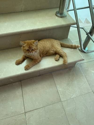Siberian Cat for Sell