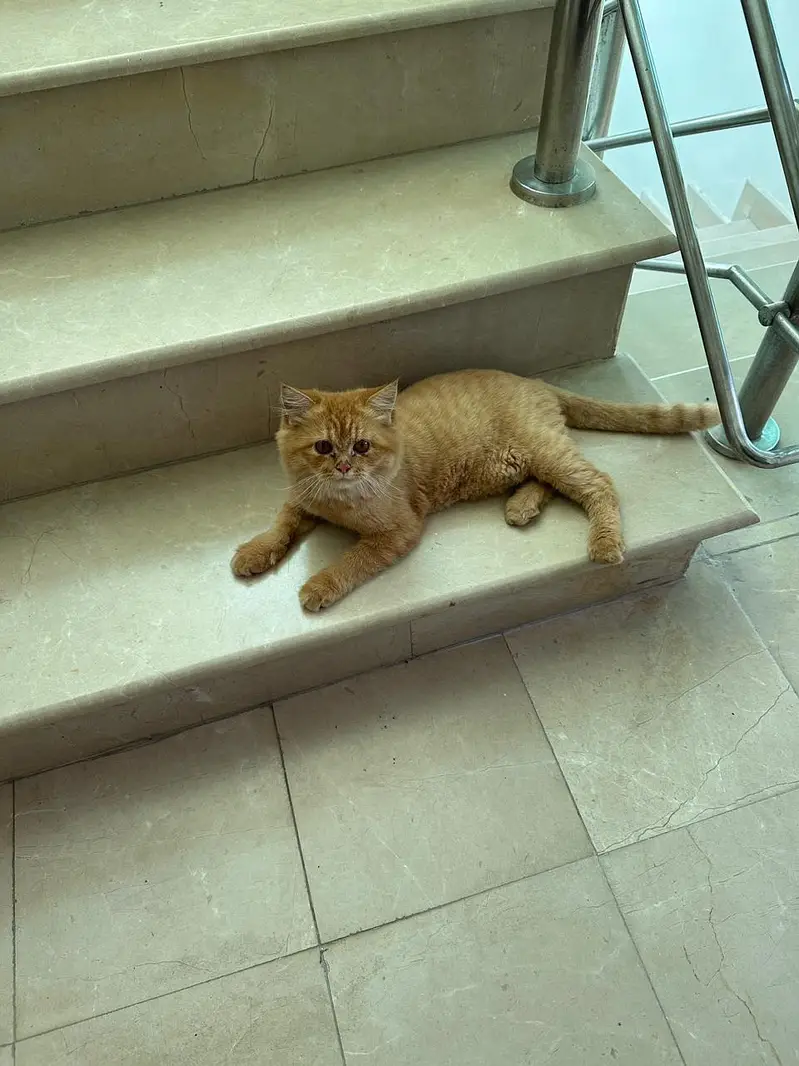 Siberian Cat for Sell — photo 3