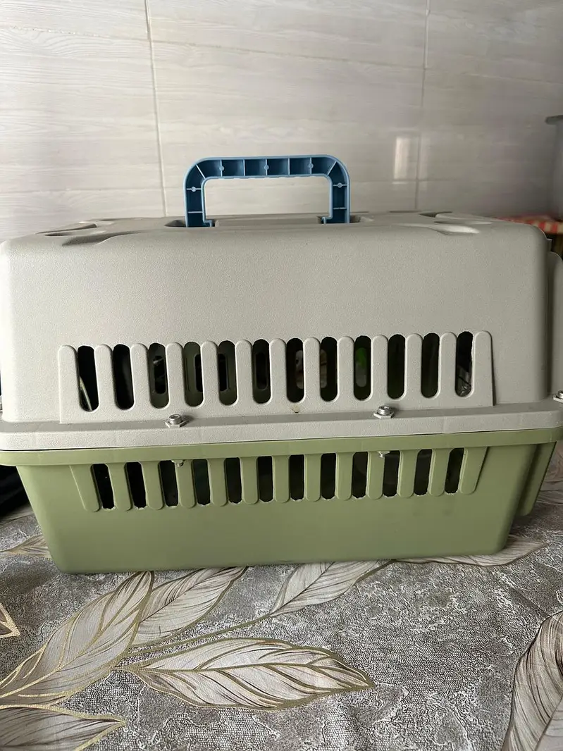 Siberian Cat for Sell — photo 4