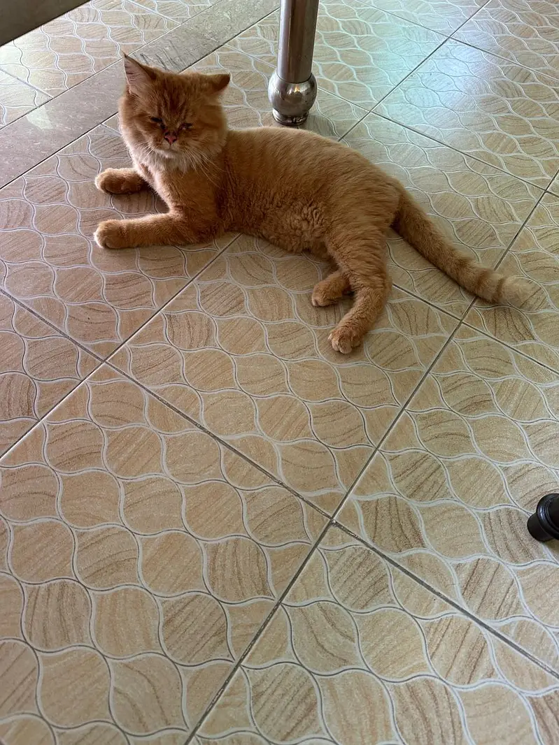 Siberian Cat for Sell — photo 5