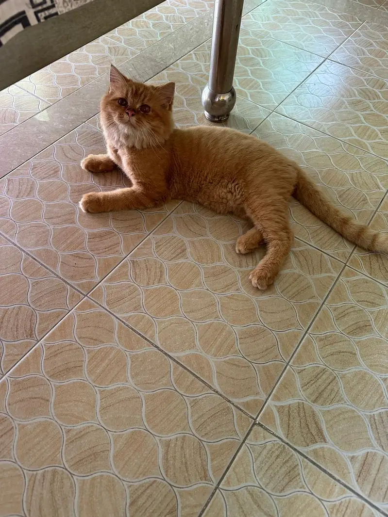 Siberian Cat for Sell — photo 6