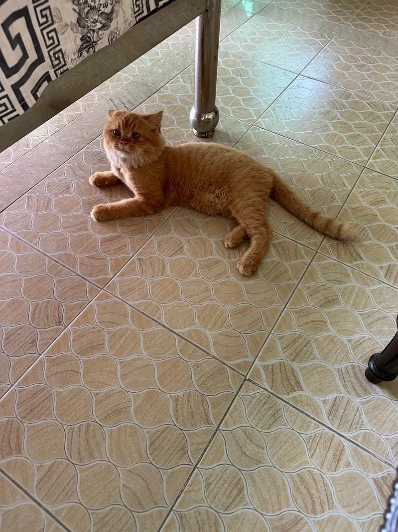 Siberian Cat for Sell — photo 7