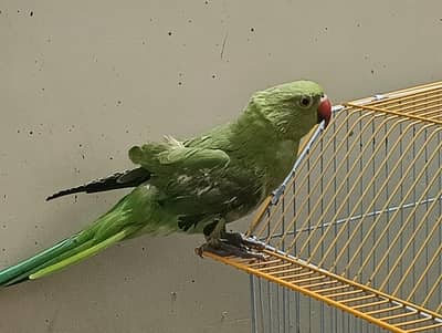 parrot for sell