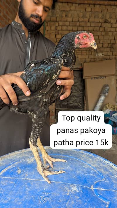 Aseel | thai aseel | panas | penas pakoya | patha | pathi | thai panus