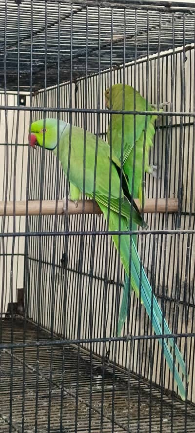 Ringnack pair