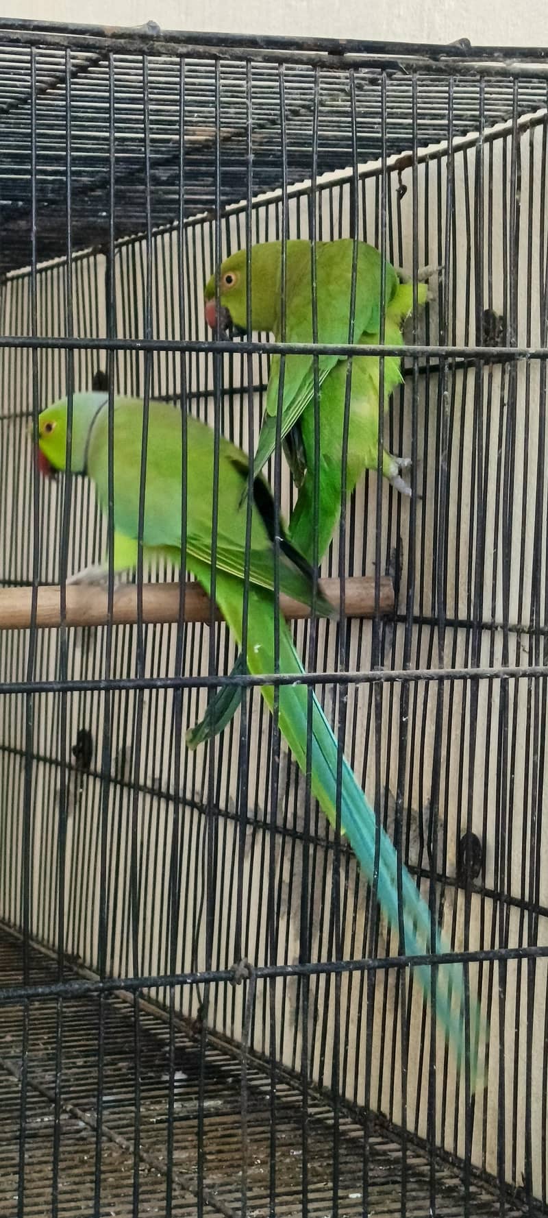 Ringnack pair 1