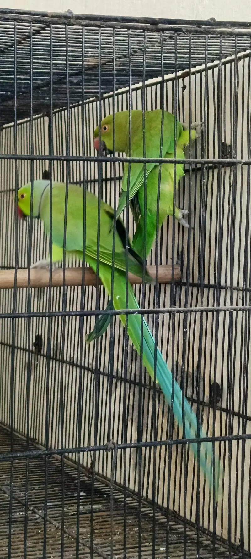 Ringnack pair — photo 2
