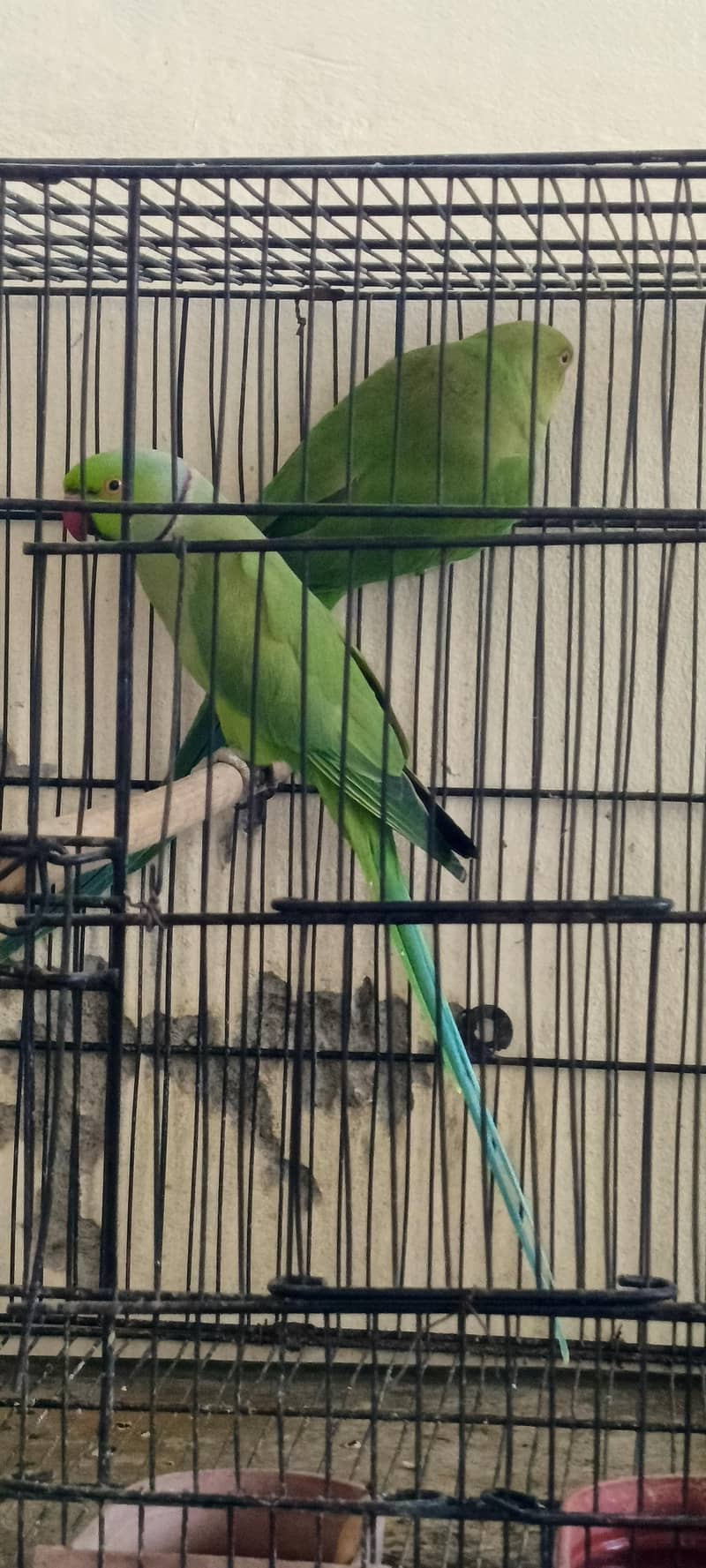 Ringnack pair 2