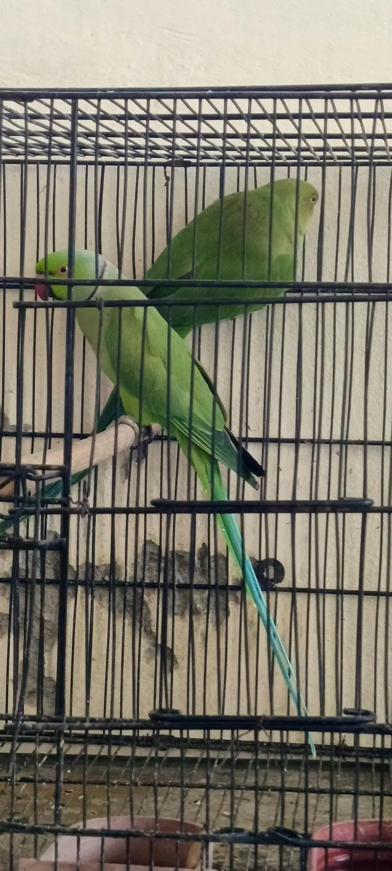 Ringnack pair — photo 3