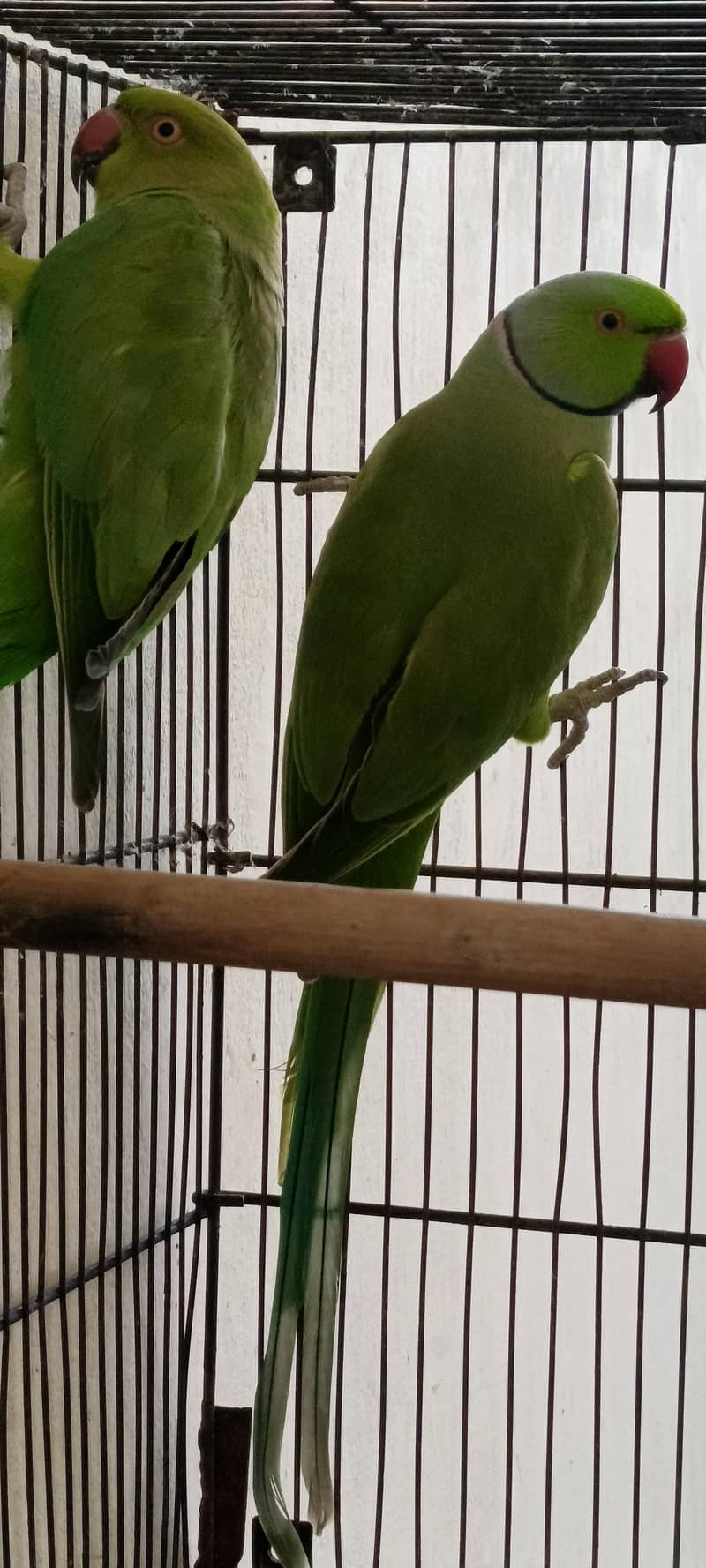Ringnack pair 3