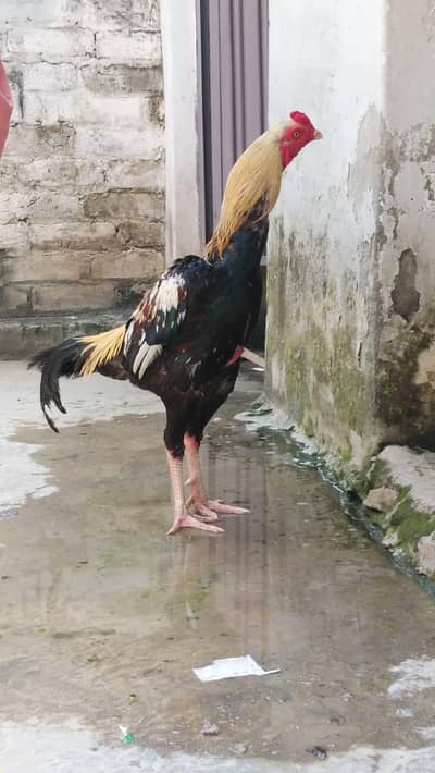 aseel murgha jawa patha