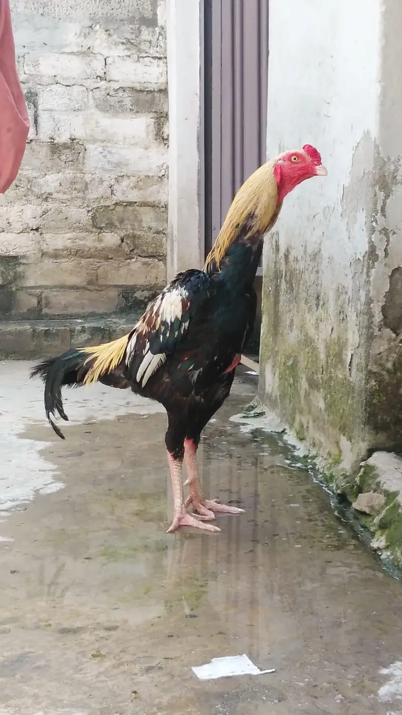 aseel murgha jawa patha — photo 2