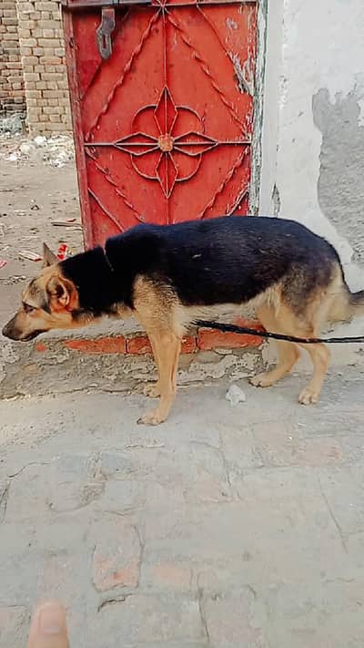 dog for sale