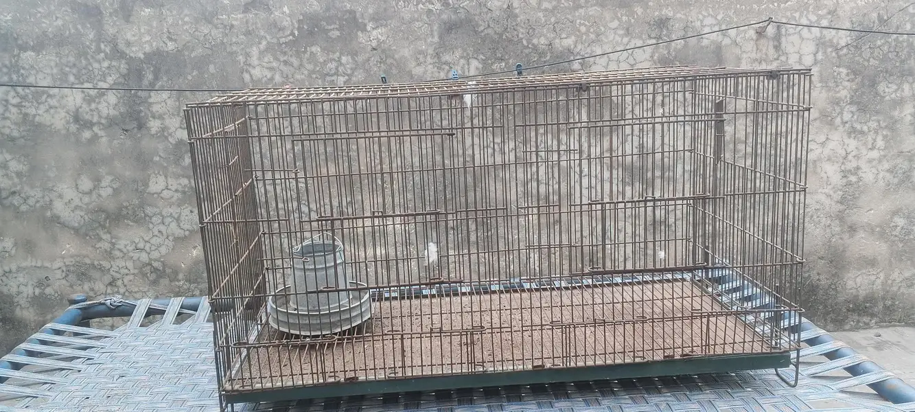 pinjara for hens and parrots — photo 4
