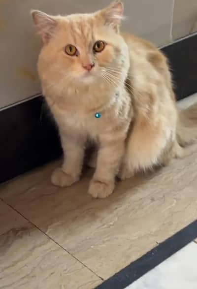 Persian Male cat