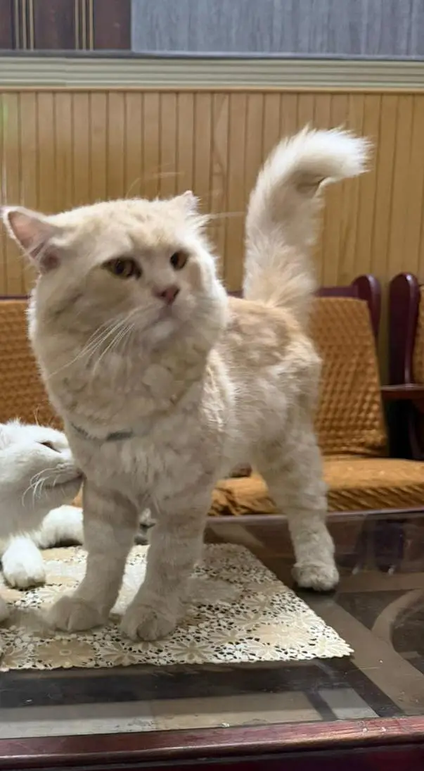 Persian Male cat — photo 2