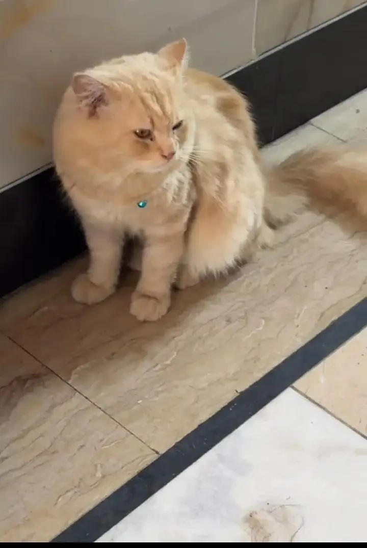 Persian Male cat — photo 3