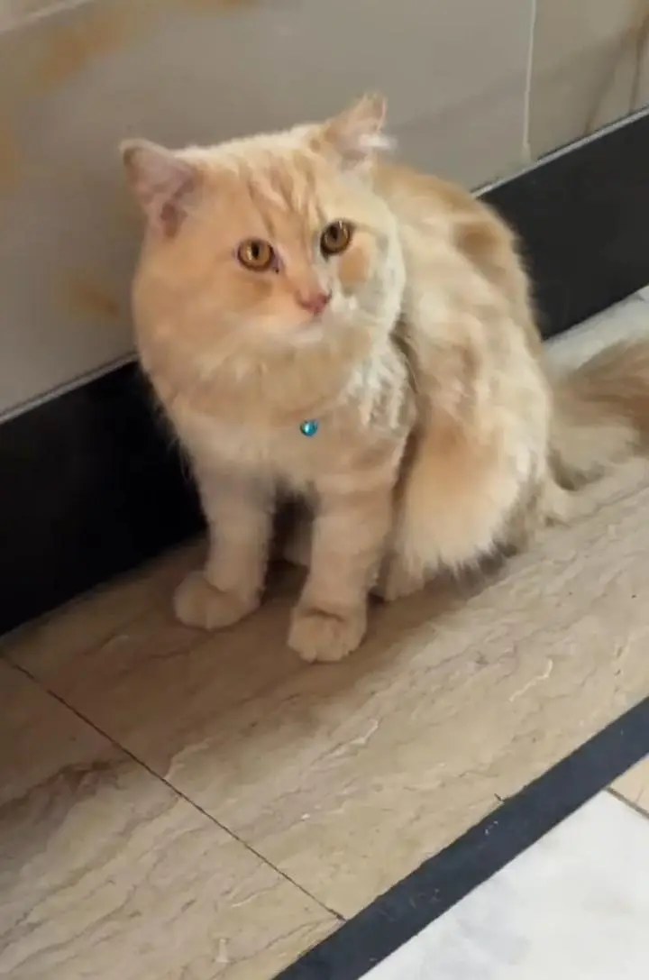 Persian Male cat — photo 4