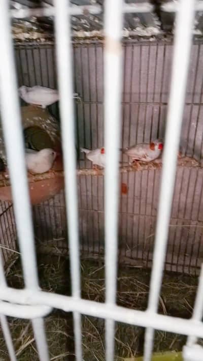 zebra finch