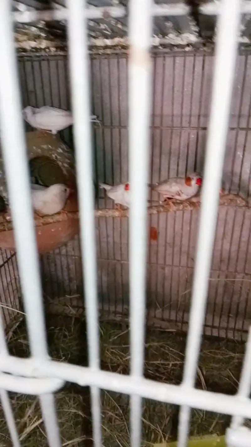 zebra finch