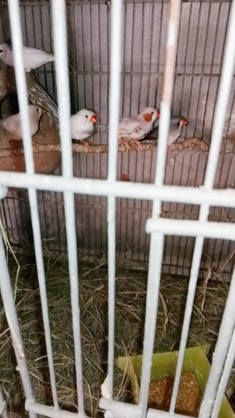 zebra finch — photo 2