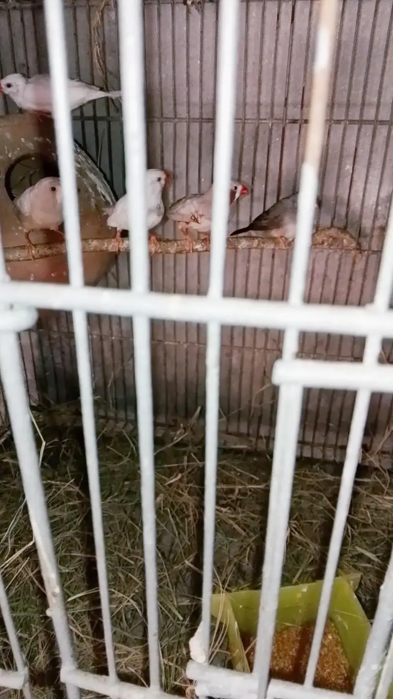 zebra finch — photo 3