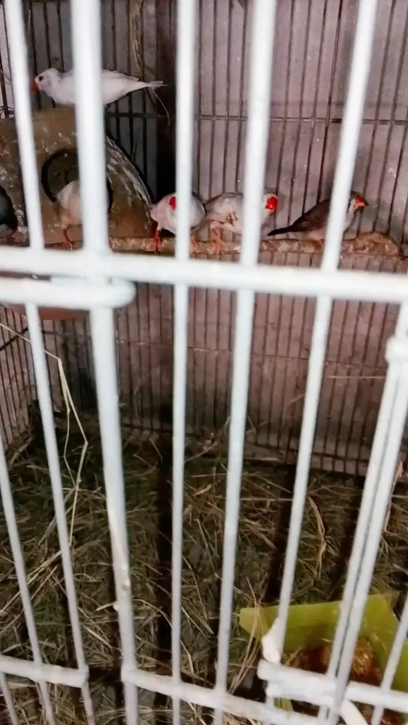 zebra finch — photo 4