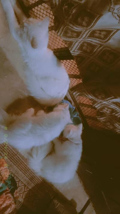  3 Months Old Kittens for Sale – 2 Cute Cats