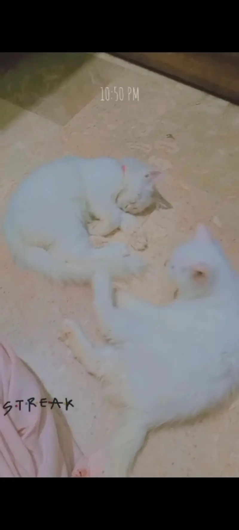  3 Months Old Kittens for Sale – 2 Cute Cats — photo 2