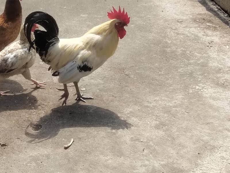 hens  pair 0