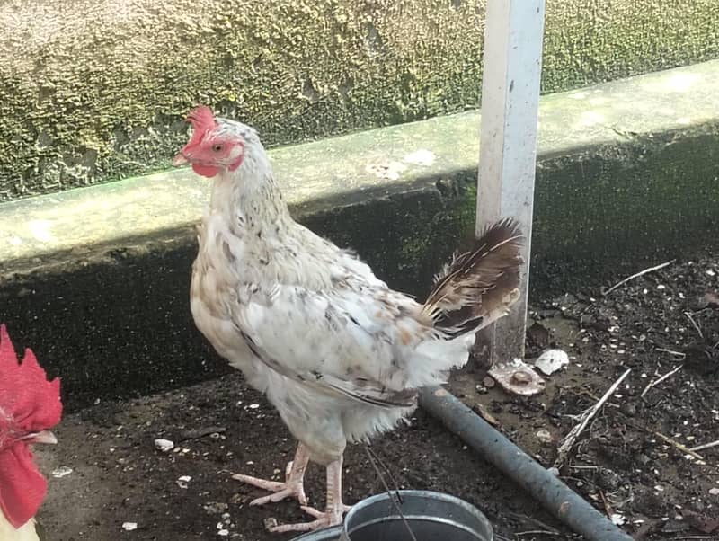 hens  pair 1