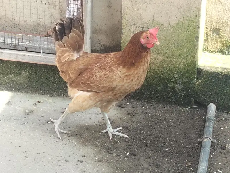 hens  pair — photo 3