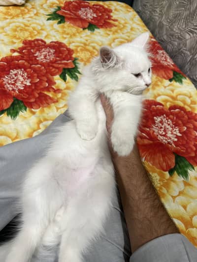 White doll face triple coated kittens