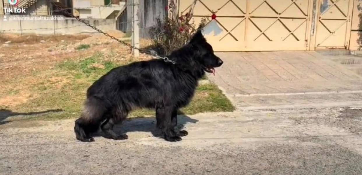 black shepherd 0