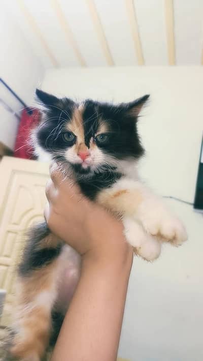 percion cat  green eyes