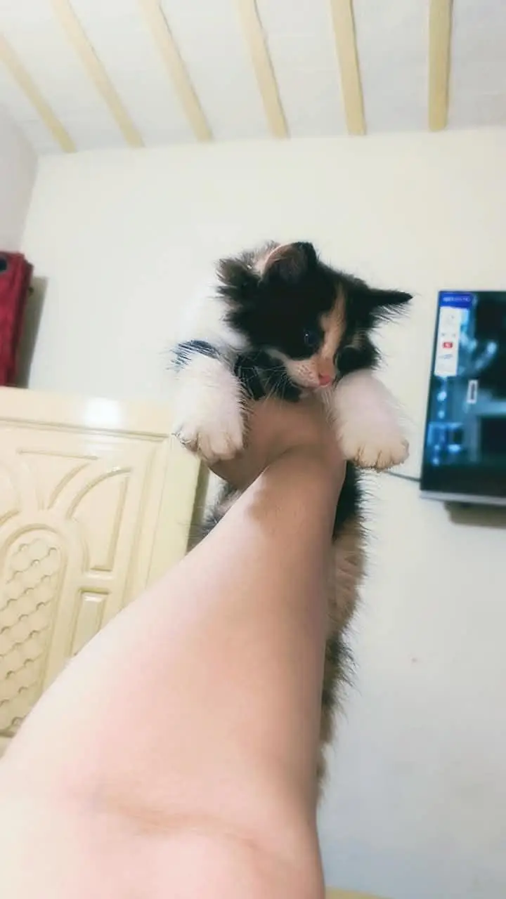 persian cat female — photo 2