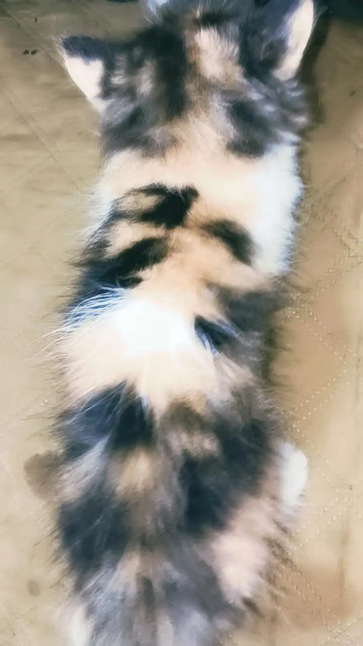 persian cat female — photo 3