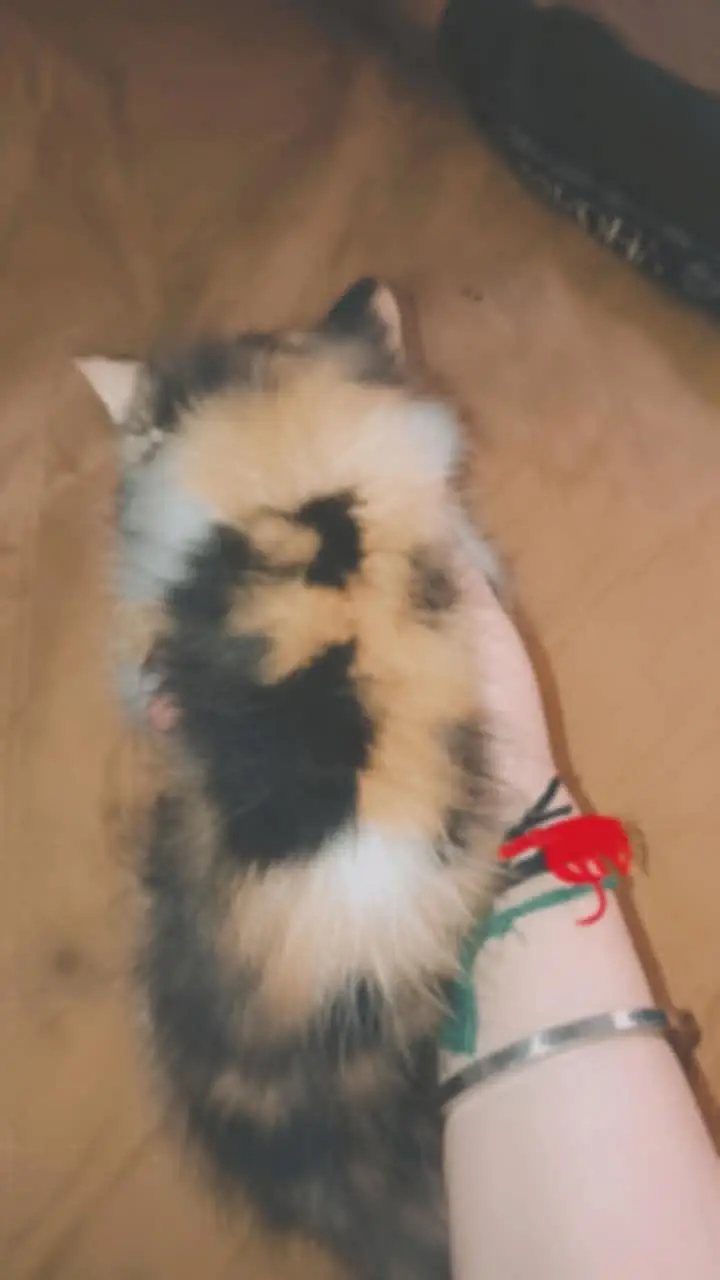 persian cat female — photo 4