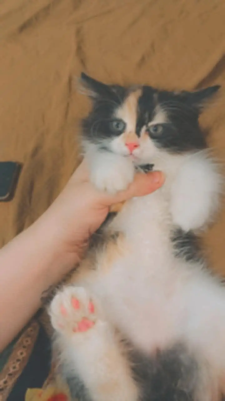 persian cat female — photo 5